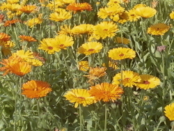 Ringelblumen